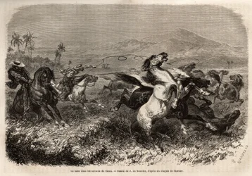 Herden von Maultieren und Pferden streifen frei in den Ebenen von Cauca (Kolumbien), Züchter gruppieren sich, um die Tiere mit dem Lasso (oder Zoga, langes Lederseil) zu fangen. Gravur zur Illustration der Reise nach Neugranada, von Dr. Saffray, 1869, verö