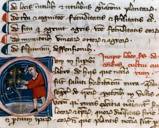 Gartenbau: Obsternte. Detail. Manuskriptseite (MS.s.vi) Agrartraktat (Trattato di agraria) von Pietro de Crescenzi (1233-1320) 14. Jahrhundert Cesena, Biblioteca Malatestiana