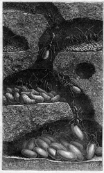 Wohnung von Eiern und Larven in einer Ameise. Gravur in „le journal de la Jeunesse“ von 1888.