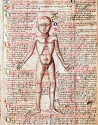 Menschlicher Körper. Stich aus „Tractatus de pestilentia“, 15. Jahrhundert - Prag, Nationalbibliothek