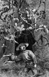 Illustration aus "The Naturalist on the River Amazon" von Henry Walter Bates