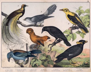 Illustration für „Naturgeschichte der Vögel“, Hrsg. Hoepli, Mailand
