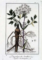 Der Garten-Engelwurz (Angelica Archangelica) - in „Übungen der Botanik für den Gebrauch der Händler“, geschrieben von J.C. Philibert, Druckerei Crapelet, Paris
