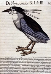 Der Nachtreiher in Historia Animalium von Conrad Gesner (1516 - 1565), Tiguri