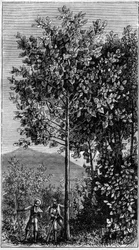 Der Chinarindenbaum (Cinchona officinalis). In „La Nature“