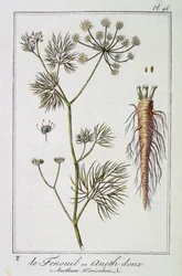 Der Fenchel oder Dill (Anethum Foeniculum) - in „Botanikübungen für Kaufleute“, verfasst von J.C. Philibert, Druckerei Crapelet, Paris
