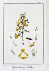Der Besenginster (Spartium Scoparium) - in „Übungen der Botanik für den Gebrauch der Händler“, geschrieben von J.C. Philibert, Druckerei Crapelet, Paris