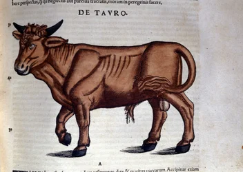 Der Stier. In Historia Animalium von Conrad Gesner (1516 - 1565), Tiguri