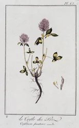 Der Wiesenklee (Trifolium pratense) - in „Übungen der Botanik für den Gebrauch der Händler“, geschrieben von J.C. Philibert, Druckerei Crapelet, Paris