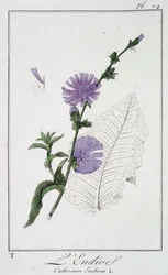 Die Endivie (Cichorium Endivia) - in „Übungen der Botanik für Händler“, geschrieben von J.C. Philibert, Druckerei von Crapelet, Paris
