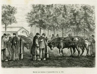 Viehtrieb in Leeuwarden (Niederlande). Gravur zur Illustration der Geschichte La Frise, basierend auf einem Bericht einer niederländischen Zeitung, in Le Tour du monde 1886, herausgegeben von Edouard Charton (1807-1890), Hachette, Paris.