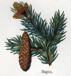 Medizinische und essbare botanische Pflanzen: Tanne. Gravur in „La medication naturelle“ von Friedrich Eduard Bilz (1842-1922)