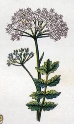 Medizinische und essbare botanische Pflanzen: große Liebstöckel. Gravur in „Die natürliche Medikation“ von Friedrich Eduard Bilz (1842-1922)