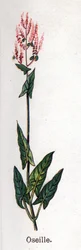 Medizinische und essbare botanische Pflanzen: Sauerampfer. Gravur in „La medication naturelle“ von Friedrich Eduard Bilz (1842-1922)