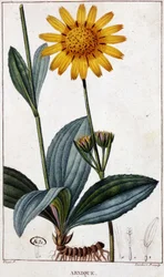 Heilpflanze: Arnika