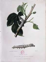Maulbeere und Seidenraupe - Studie von Pasteur