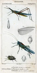 Naturgeschichtstafel. Entomologie. Familie der Orthopteren. Grylloides: 1. Sehr grüne Heuschrecke. 1.a. der vordere Kopf; 2. Pneumore hat Geschmacksknospen; 2.a. sein Kopf; 3. Nasu truxal; 3.a. Kopf; 3.b. ausgebreitete Flügel