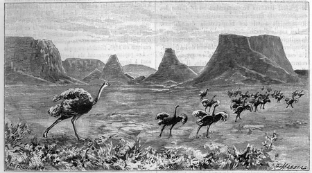 Freilaufender Strauß in Südafrika. Gravur von 1895 nach einer Zeichnung von Lichtenstein aus dem Jahr 1804