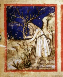 Seite eines Bibelmanuskripts. Noahs Pflanzenleben. Miniatur aus Codex 212 (oder Padua-Bibel) 1390-1400 Rovigo, Accademia dei Concordi