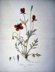 Papaver Argemone (Blume und Pflanze des Mohn-Argemone). Herbarium des 19. Jahrhunderts.