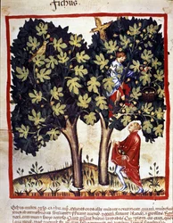 Feigenpflücken. Illumination aus „Tacuinum sanitatis“