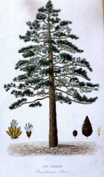 Pin Laricio - botanische Tafel