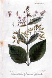Tafel von Chinarinde (Cinchona Officinalis)