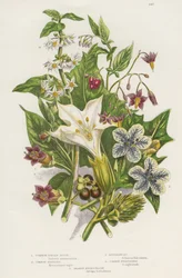 Giftpflanzen. Neben dem giftigen Schwarzen oder Gewöhnlichen Nachtschatten (Solanum nigrum) oben links und dem Bittersüßen Nachtschatten (Solanum dulcamara) oben rechts befindet sich unten links die gefährlichere Tollkirsche (Atropa belladonna), die