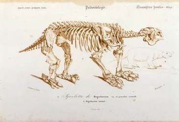Urgeschichte: Skelett eines Megatheriums (erdfauler Elefant). Tafel der Paläontologie aus 