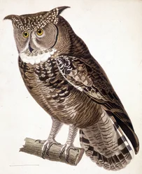 Raubvogel: Afrikanische Eule. Gravur aus dem 19. Jahrhundert