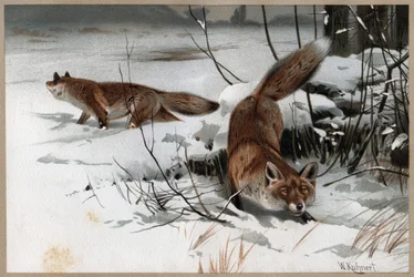 Rotfuchs - Der Rotfuchs (Vulpes vulpes) - Gravur aus 