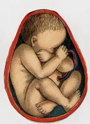 Darstellung einer Gebärmutter mit Schwangerschaft. „Die neue natürliche Medikation“ von F.E. Bilz. 1898.