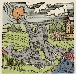 Darstellung von Basilisken im Flug, die Weizenfelder verbrennen. Gravur aus „Prodigiorum ac ostentorum chronicon“ von Conrad Lycosthenes (1518-1561). 1557.