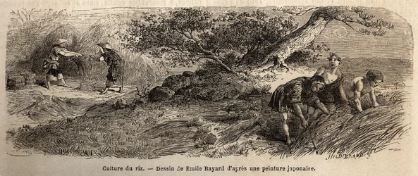 Reisanbau: Ernte im Oktober, die Stängel werden in Bündeln zusammengeführt. Gravur zur Illustration der Reise nach Japan in den Jahren 1863-1864, von Aime Humbert, Minister der Schweizerischen Eidgenossenschaft, in „Le tour du monde, nouveau journal des vo