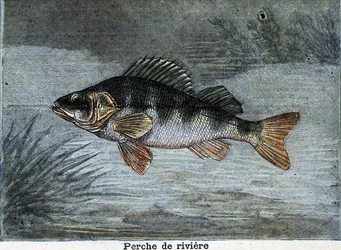 Flussbarsch. Gravur von 1897