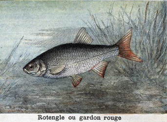 Rotengle oder Rotfeder Gravur von 1898