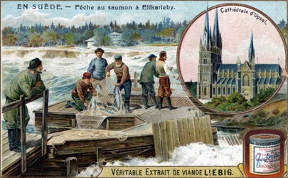 Lachsfang in Elfkarleby, Schweden. Chromolithographie, Liebig-Bild