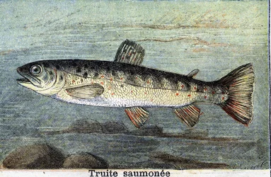 Lachsforelle Gravur von 1898