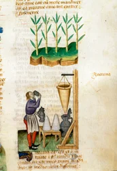 Zuckerrohr- und Zuckerhändler. Beschreibung von Heilpflanzen und deren Zubereitung. Manuskriptseite aus 