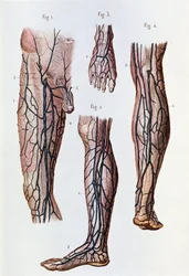 Das Blutkreislaufsystem in den Beinen und Füßen (Gravur)