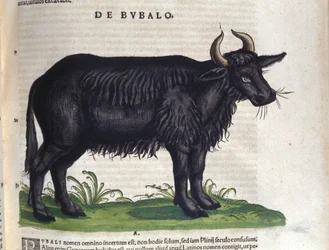 Der Büffel nach Historiae animalium von Konrad Gesner