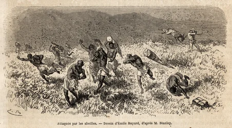 Die Karawane der Träger der Expedition von Henry Morton Stanley (1841-1904) auf der Misonghi-Straße (Ostafrika) wurde von einer Wolke von Bienen angegriffen. Gravur zur Illustration der Reise auf der Suche nach Livingstone in Zentralafrika, von Henry Stanl