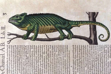 Das Chamäleon nach Historiae animalium von Konrad Gesner, Tiguri