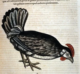 Das Haushuhn nach „Historiae animalium“ von Konrad Gesner, Tiguri