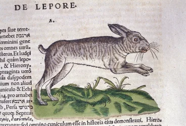 Der Hase nach der Historia Animalium von Conrad Gessner, Tiguri 1560. Biblioteca nazionale Braidense. Mailand