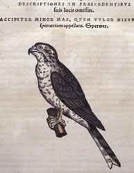 Der Habicht nach der „Historia Animalium“ von Conrad Gesner, Tiguri 1560. Biblioteca Nazionale Braidense, Mailand