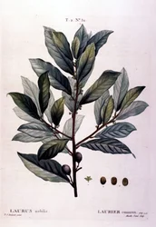 Der Lorbeer. Herbarium des 19. Jahrhunderts
