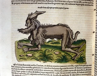 Der Mantikor aus der Historia Animalium von Conrad Gesner, Tiguri 1560. Biblioteca Nazionale Braidense, Mailand