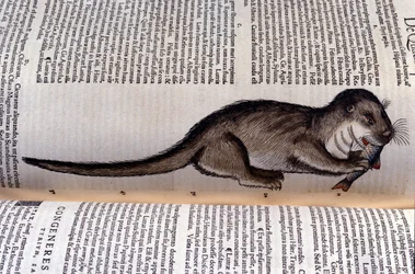 Der Otter - Historia Animalium von Conrad Gesner (1516 - 1565), Tiguri
