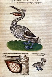 Der Pelikan aus „Historiae animalium“ von Konrad Gesner, Tiguri
